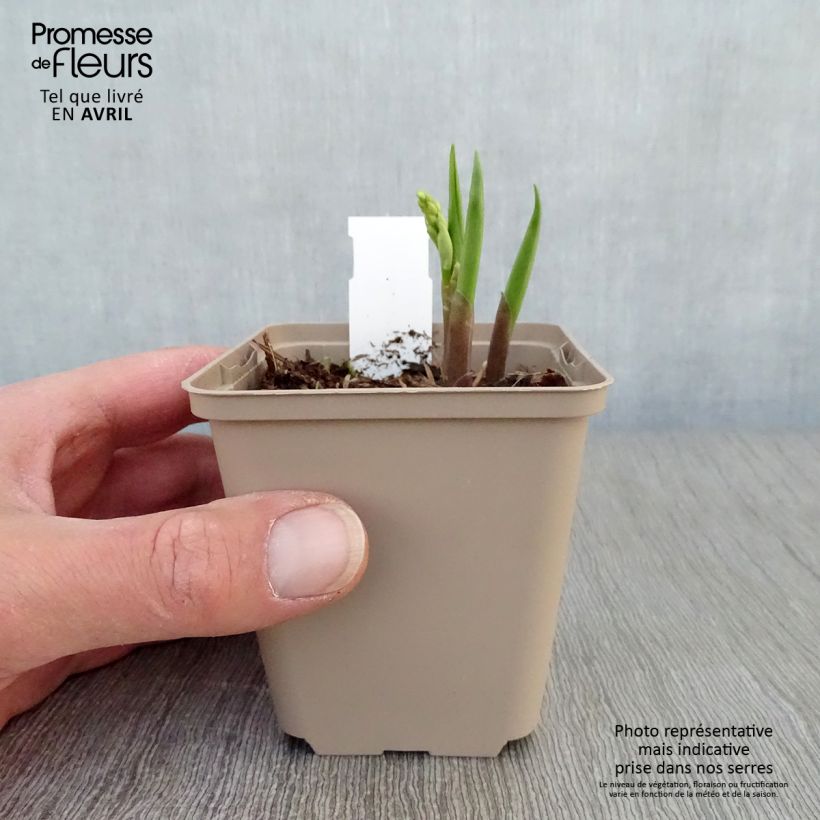 Spécimen de Muguet - Convallaria majalis Bordeaux Godet de 8/9 cm tel que livré au printemps