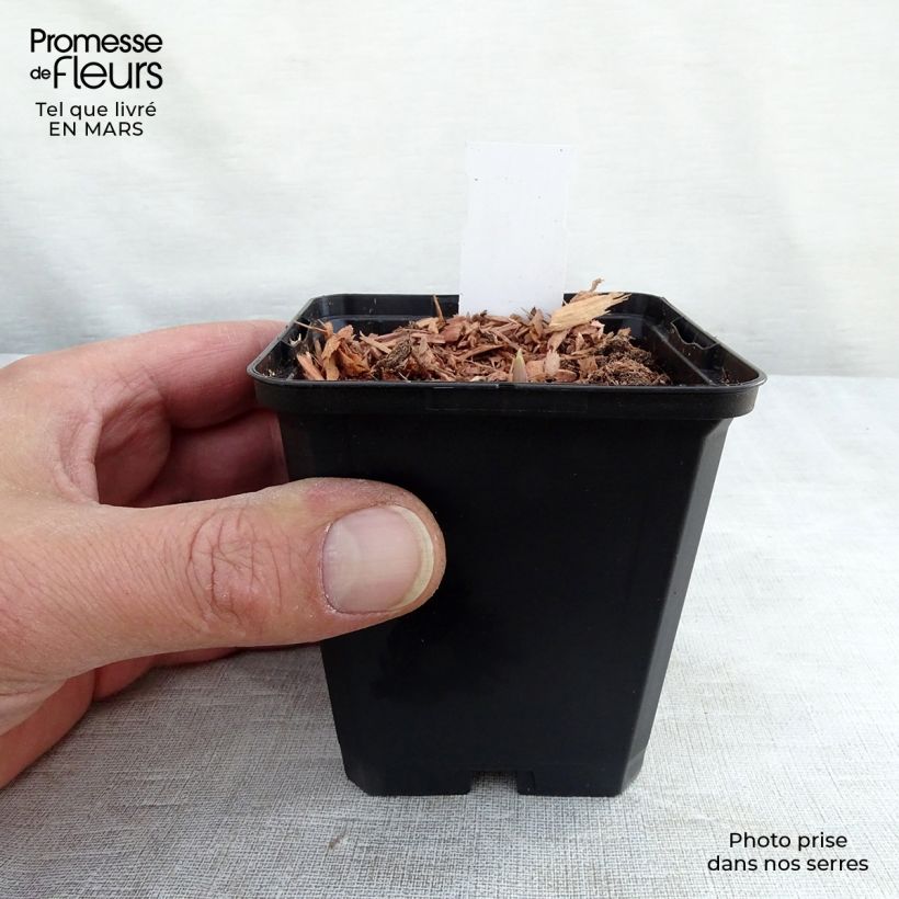 Spécimen de Muguet Rose - Convallaria majalis Rosea Godet de 8/9 cm tel que livré en hiver