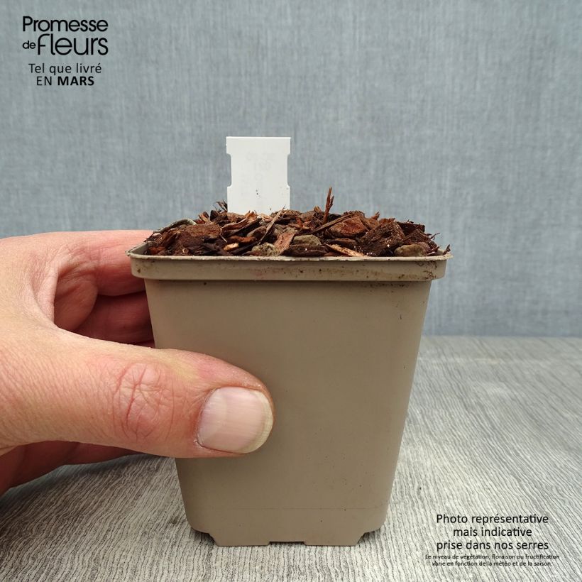 Spécimen de Muguet à bouquets - Convallaria majalis Doreen Godet de 8/9 cm tel que livré au printemps