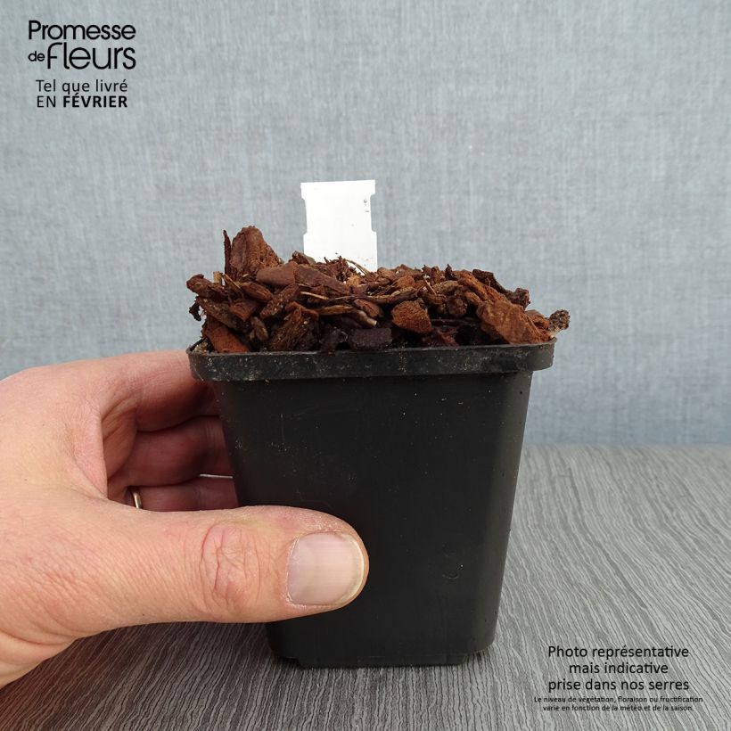 Spécimen de Muguet double - Convallaria majalis Prolificans Godet de 8/9 cm tel que livré en hiver