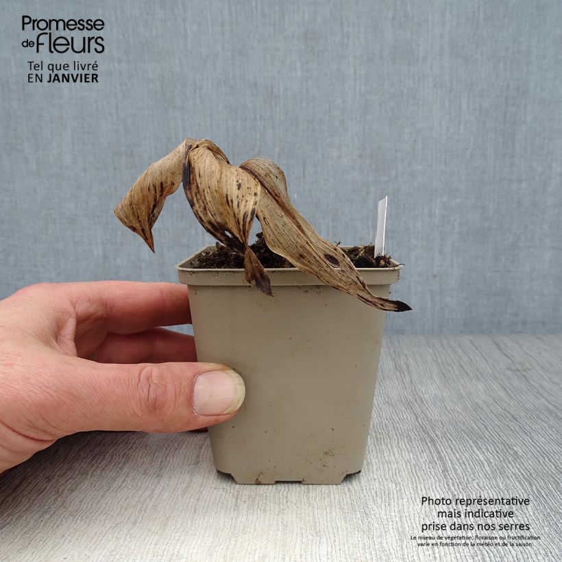 Spécimen de Muguet panaché - Convallaria majalis Hardwick Hall Godet de 8/9 cm tel que livré en hiver