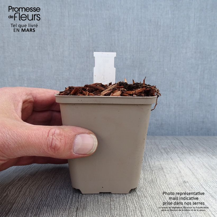 Spécimen de Muguet panaché - Convallaria majalis Hardwick Hall Godet de 8/9 cm tel que livré au printemps