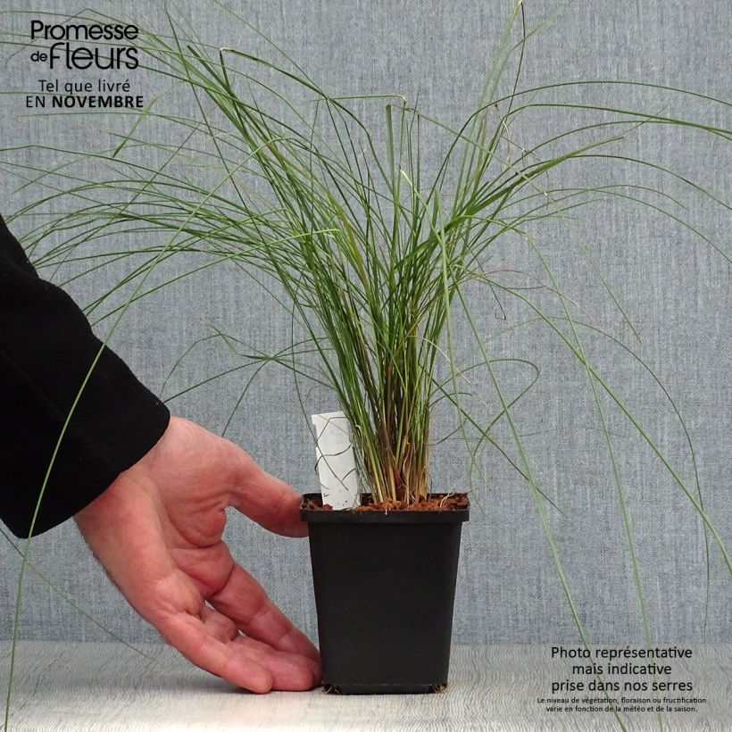 Spécimen de Muhlenbergia capillaris Godet de 8/9 cm tel que livré en automne