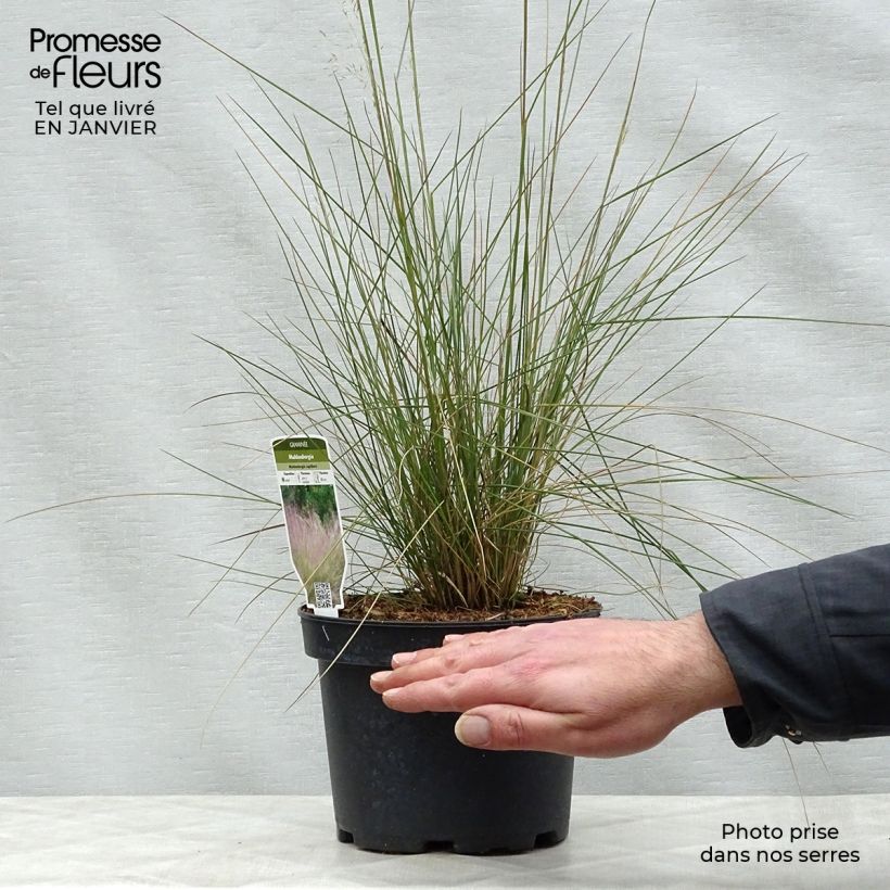 Spécimen de Muhlenbergia capillaris Pot de 2L/3L tel que livré en hiver