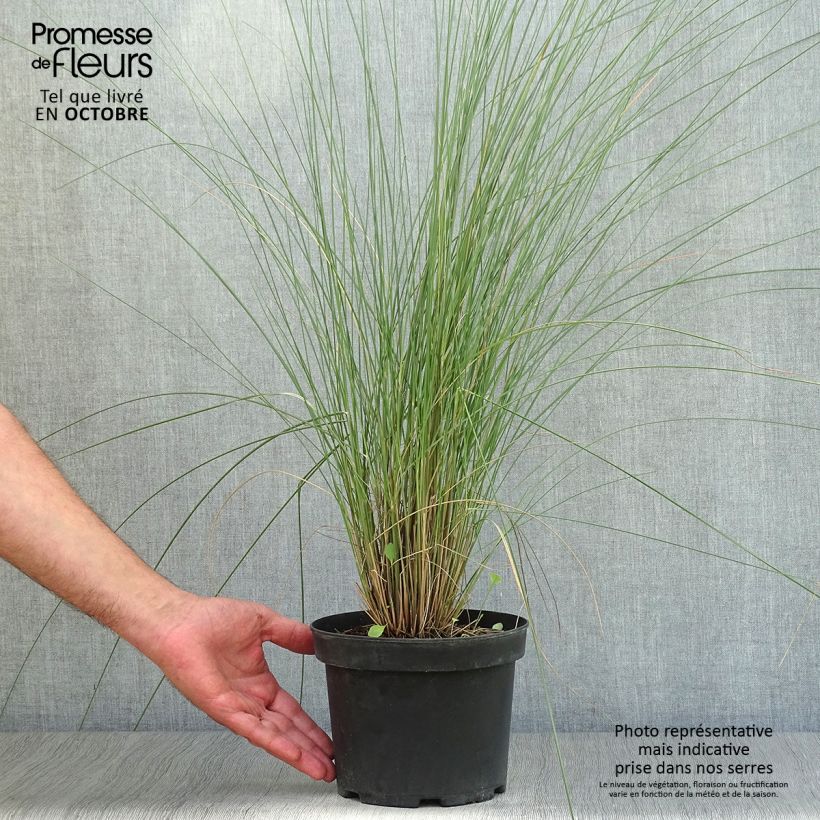 Spécimen de Muhlenbergia capillaris Pot de 2L/3L tel que livré en automne
