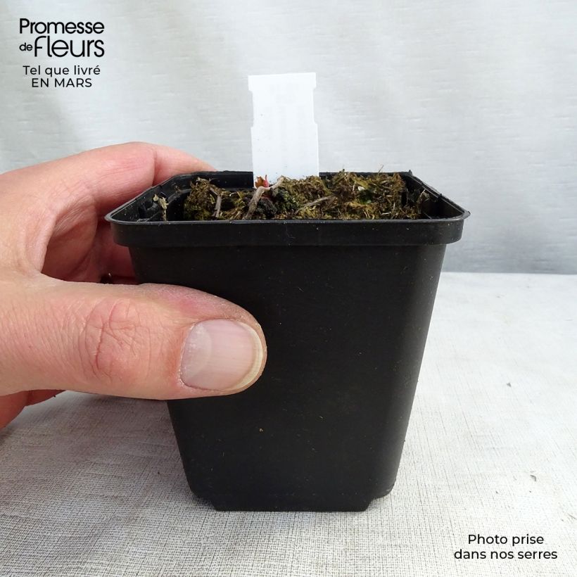 Spécimen de Mukdenia rossii Crimson Fans (Karasuba) Godet de 8/9 cm tel que livré au printemps