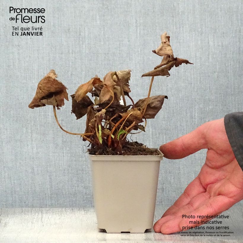 Spécimen de Mukgenia Nova Flame Godet de 8/9 cm tel que livré en hiver