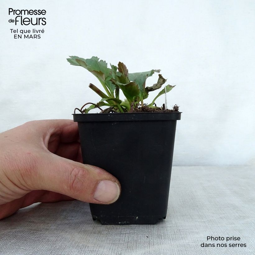 Spécimen de Mukgenia Nova Flame Godet de 8/9 cm tel que livré au printemps