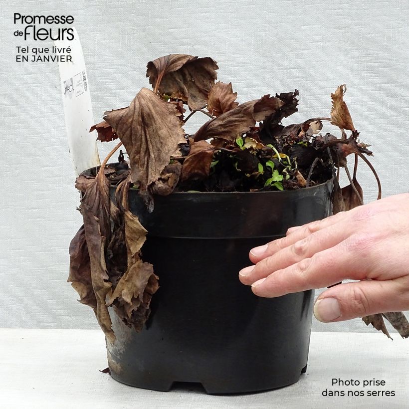 Spécimen de Mukgenia Nova Flame Pot de 3L/4L tel que livré en hiver