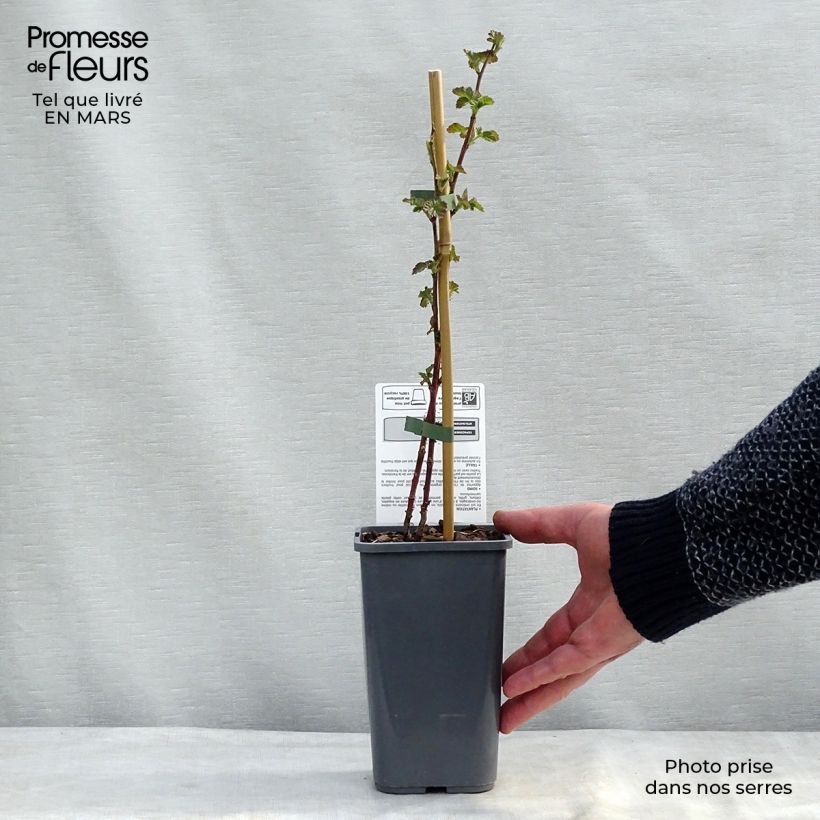 Spécimen de Mûre Buckingham Tayberry Bio  Pot de 1,5L/2L tel que livré en hiver