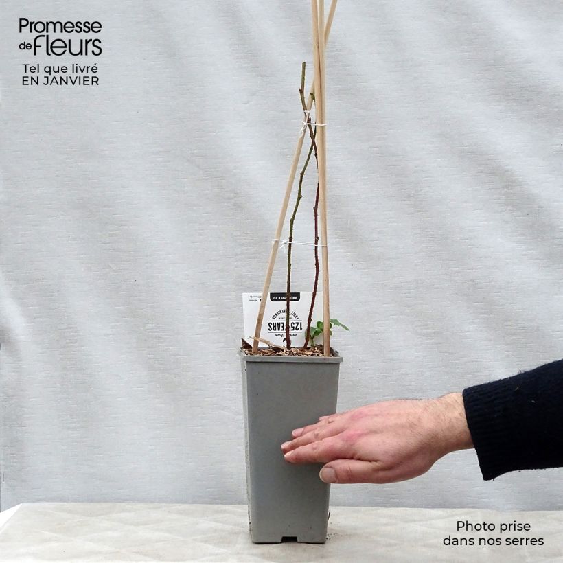 Spécimen de Mûre Buckingham Tayberry - Rubus Tayberry  Pot de 1,5L/2L, Touffe tel que livré en hiver