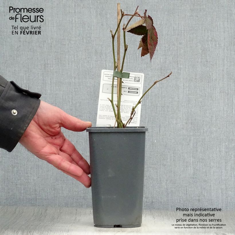 Spécimen de Mûre Dirksen Bio Pot de 1L/1,5L tel que livré en hiver