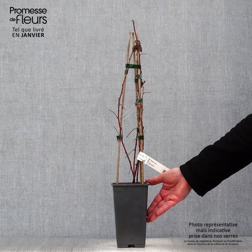 Spécimen de Mûre Medana Tayberry - Mûre-framboise Pot de 1,5L/2L tel que livré en hiver