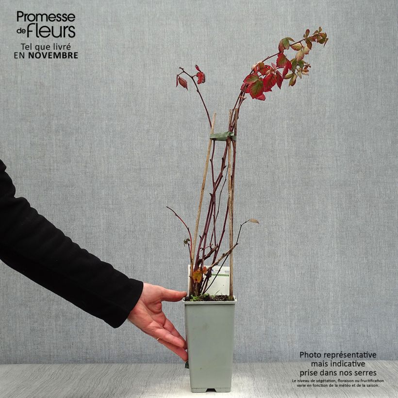 Spécimen de Mûre remontante Reuben Pot de 1,5L/2L tel que livré en automne