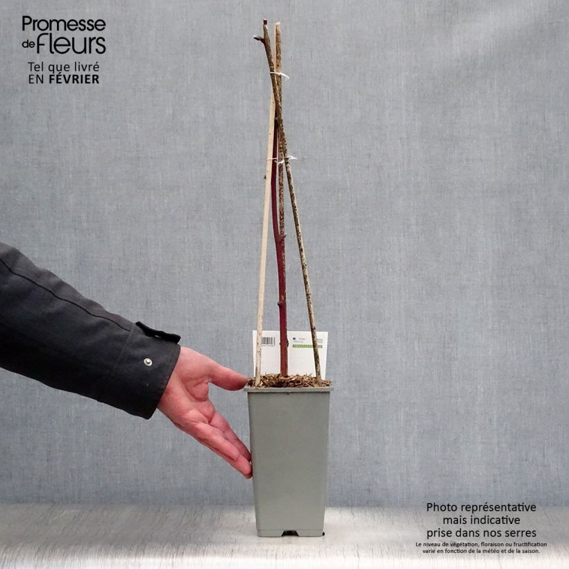 Spécimen de Mûre remontante Reuben Pot de 1,5L/2L tel que livré en hiver