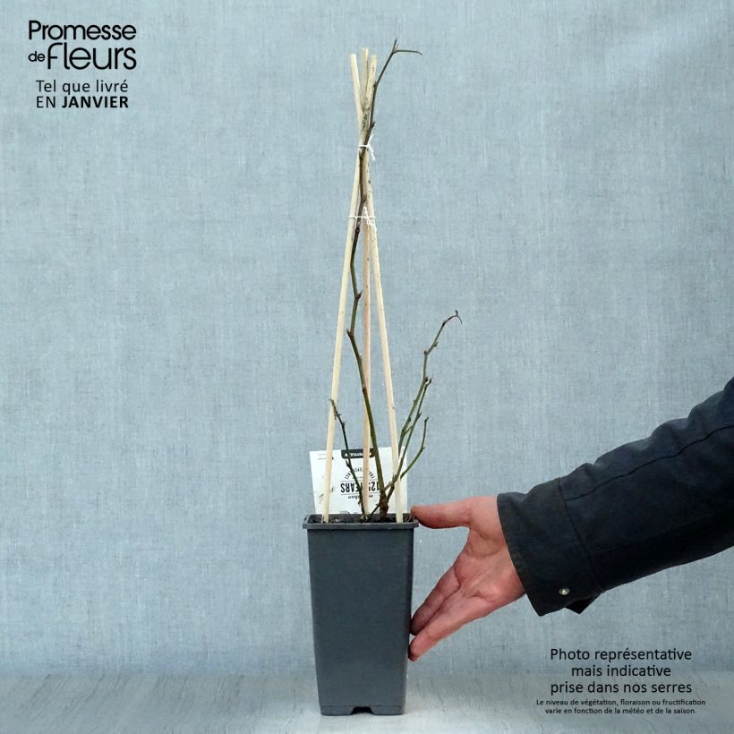 Spécimen de Mûre sans épines Thornfree - Rubus fruticosus Pot de 1,5L/2L, Touffe tel que livré en hiver