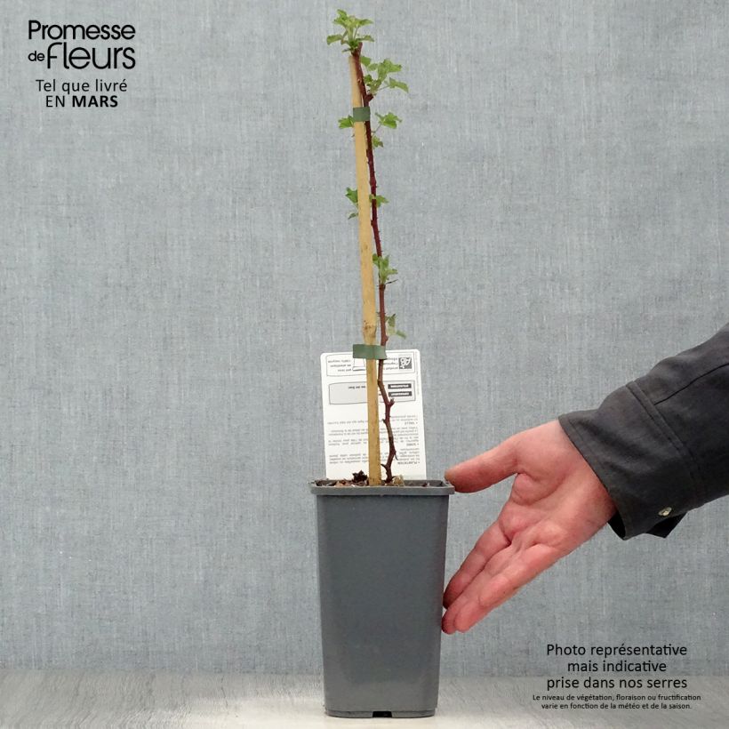 Dorman Red Organic Garden Blackberry 1.5L/2L pot sample as delivered in spring