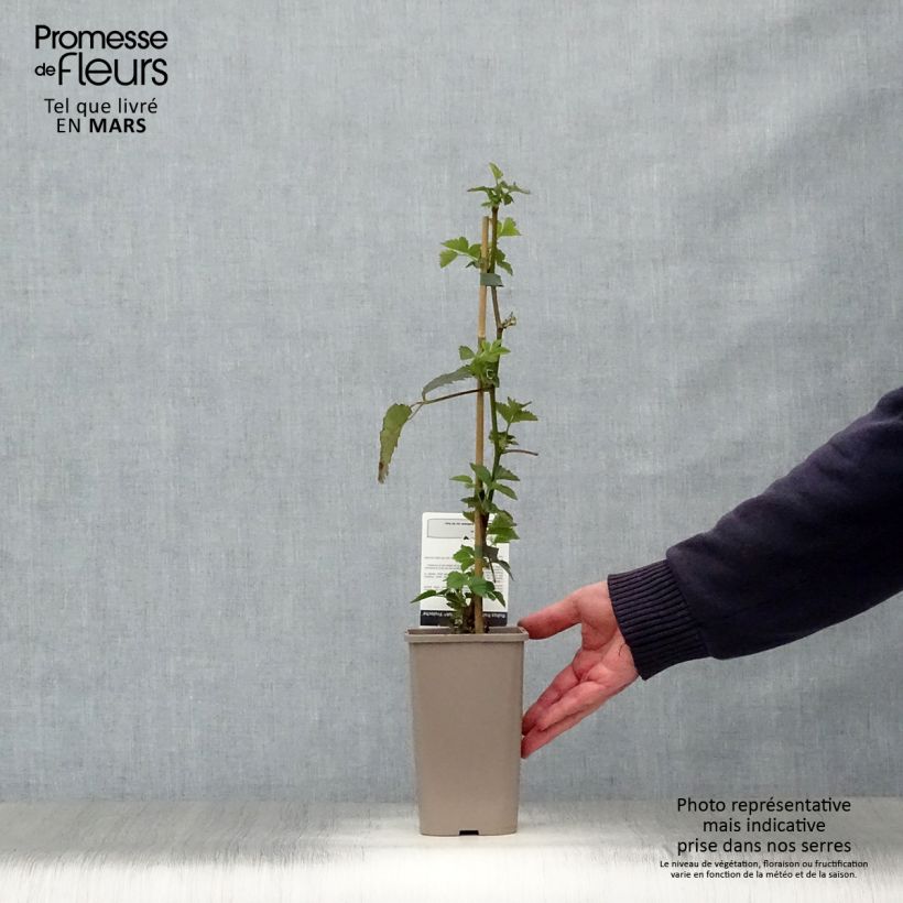 Spécimen de Mûre sans épines Asterina Pot de 1,5L/2L tel que livré au printemps