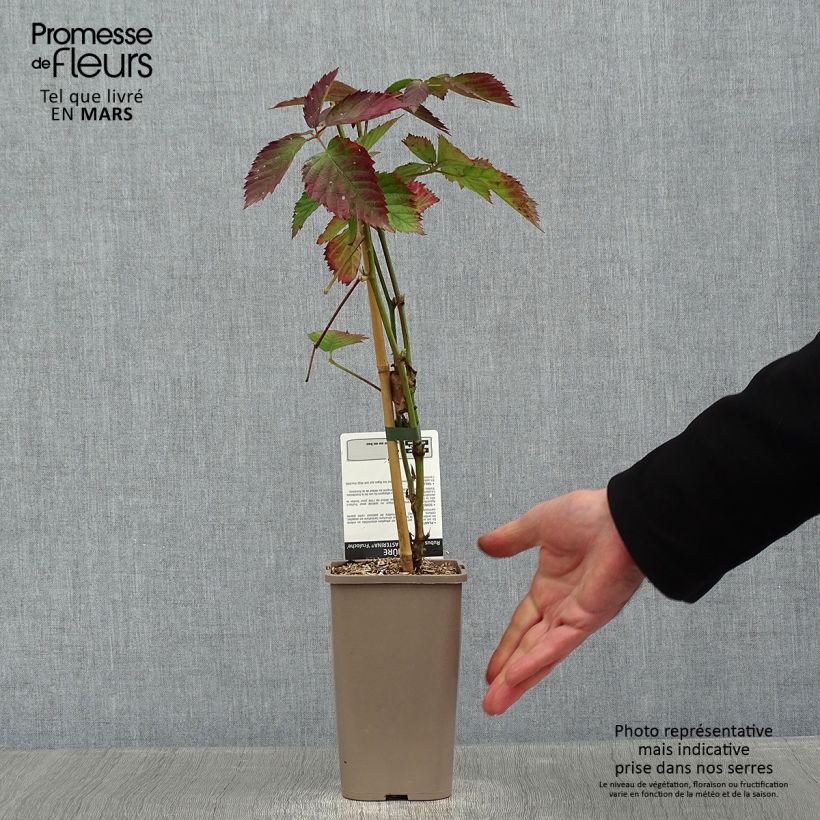 Spécimen de Mûre sans épines Asterina Pot de 1,5L/2L tel que livré en hiver