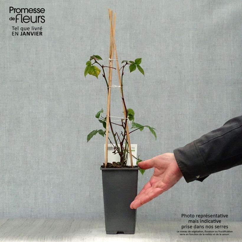 Spécimen de Mûre sans épines Black Satin Pot de 1,5L/2L, Touffe tel que livré en hiver