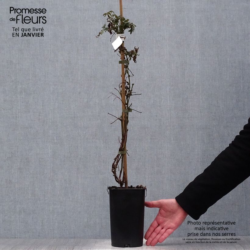 Spécimen de Mûre sans épines Geante Des Jardins Pot de 2L/3L tel que livré en hiver