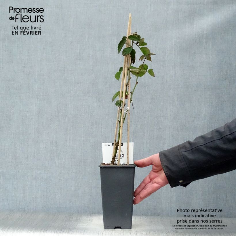 Spécimen de Mûre sans épines Loch Ness Pot de 1,5L/2L, Touffe tel que livré en hiver