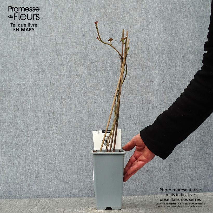 Spécimen de Mûre sans épines Loganberry - Mûre-framboise Pot de 1,5L/2L, Touffe tel que livré en hiver