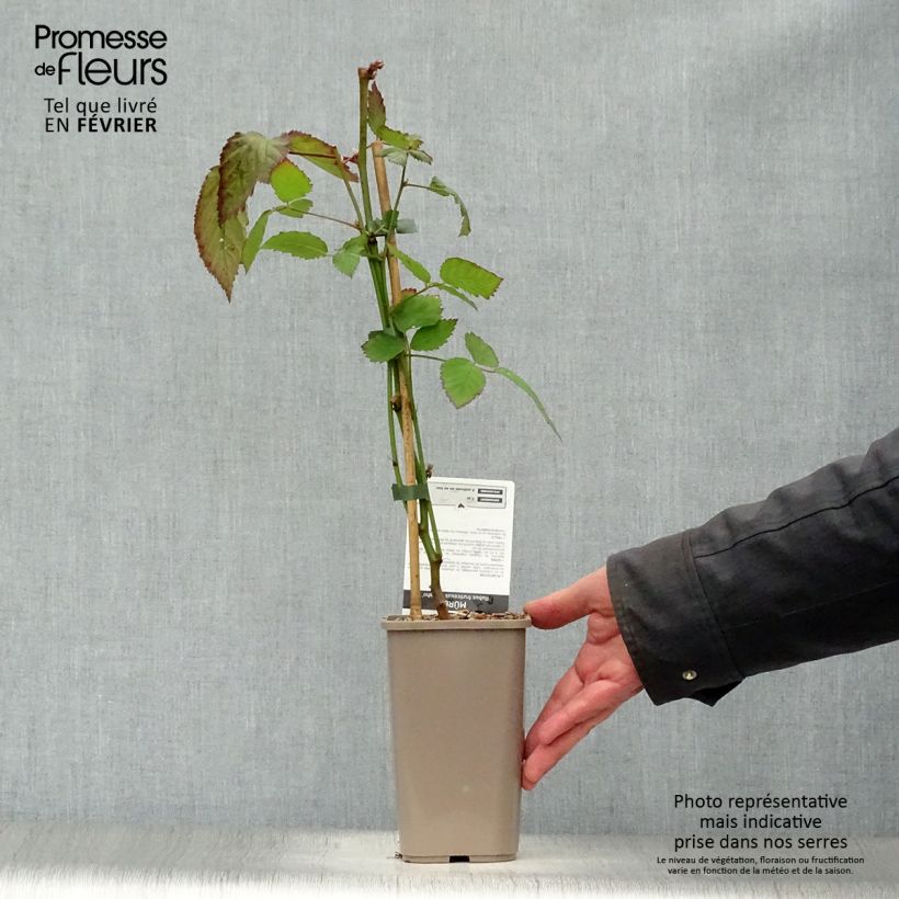 Spécimen de Mûre sans épines Navaho Pot de 1,5L/2L, Touffe tel que livré en hiver