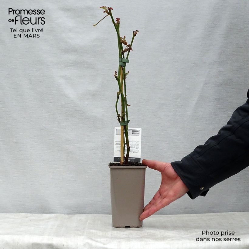 Mora Navaho Vaso da 1,5L/2L, Multifusto esemplare consegnato in primavera