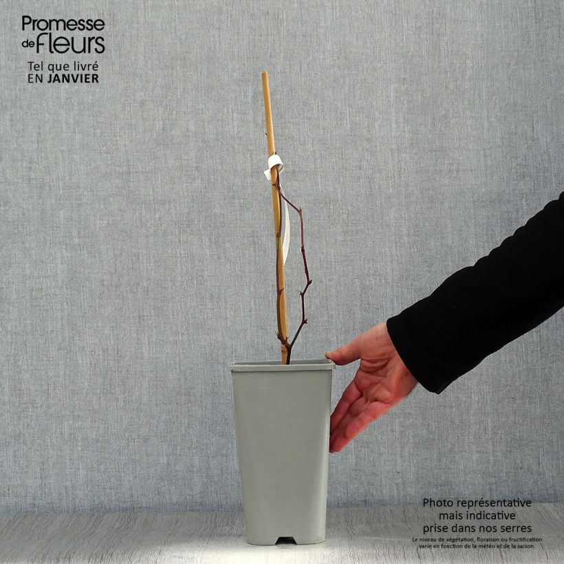 Spécimen de Mûre sans épines Oregon Thornless Pot de 1,5L/2L tel que livré en hiver