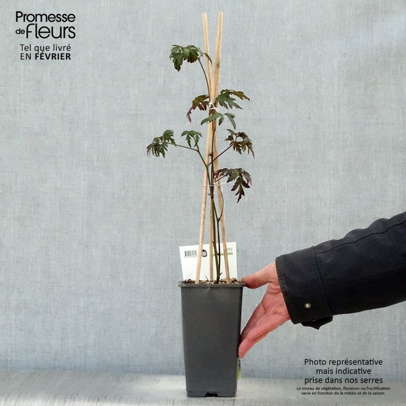 Spécimen de Mûre sans épines Thornless Evergreen Pot de 1,5L/2L, Touffe tel que livré en hiver