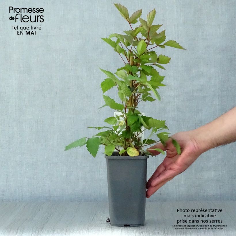 Spécimen de Mûre sans épines Triple Crown Bio Pot de 1,5L/2L tel que livré au printemps