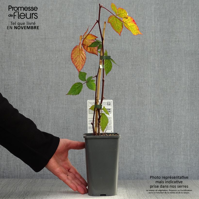 Spécimen de Mûre sans épines Triple Crown Bio Pot de 1,5L/2L tel que livré en automne