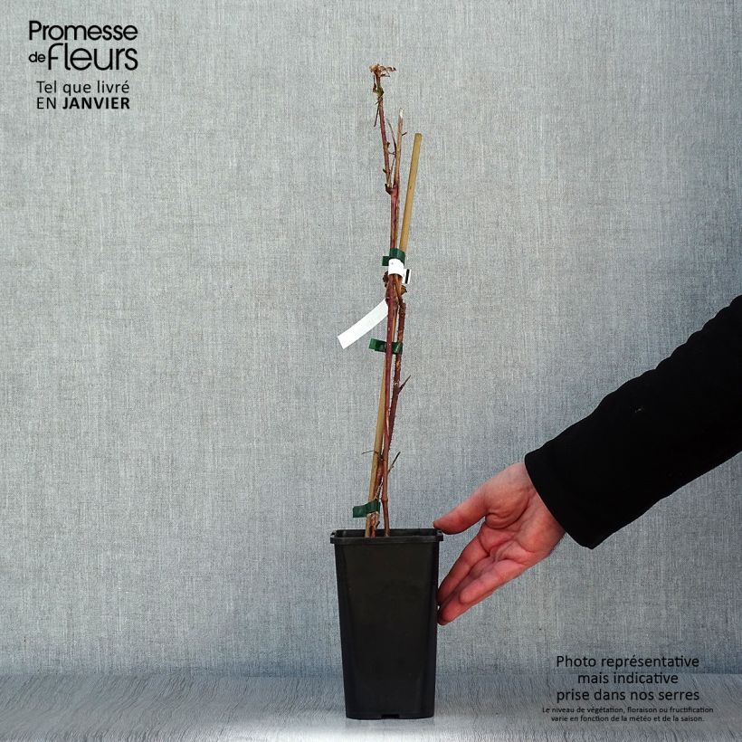 Spécimen de Mûre tayberry Bounty Berry - Mûre-framboise Pot de 1,5L/2L tel que livré en hiver