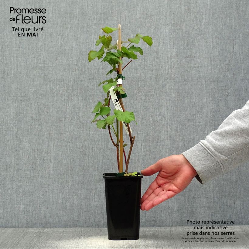 Exemplaar van Taybes Bounty Berry Pot van 1,5 l/2 l zoals geleverd in de lente