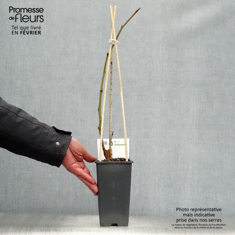 Spécimen de Mûrier sans épines Triple Crown Pot de 1,5L/2L, Touffe tel que livré en hiver