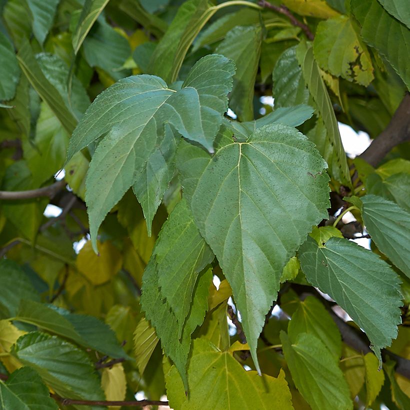Mûrier blanc King's White - Morus alba var. laevigata (Feuillage)