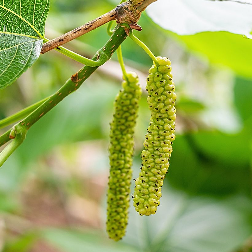 Mûrier blanc King's White - Morus alba var. laevigata (Récolte)