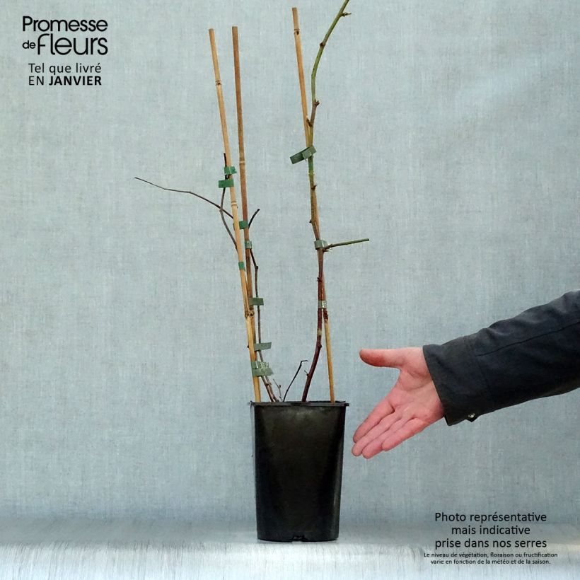 Spécimen de Mûrier-framboisier Boysenberry Pot de 1,5L/2L tel que livré en hiver