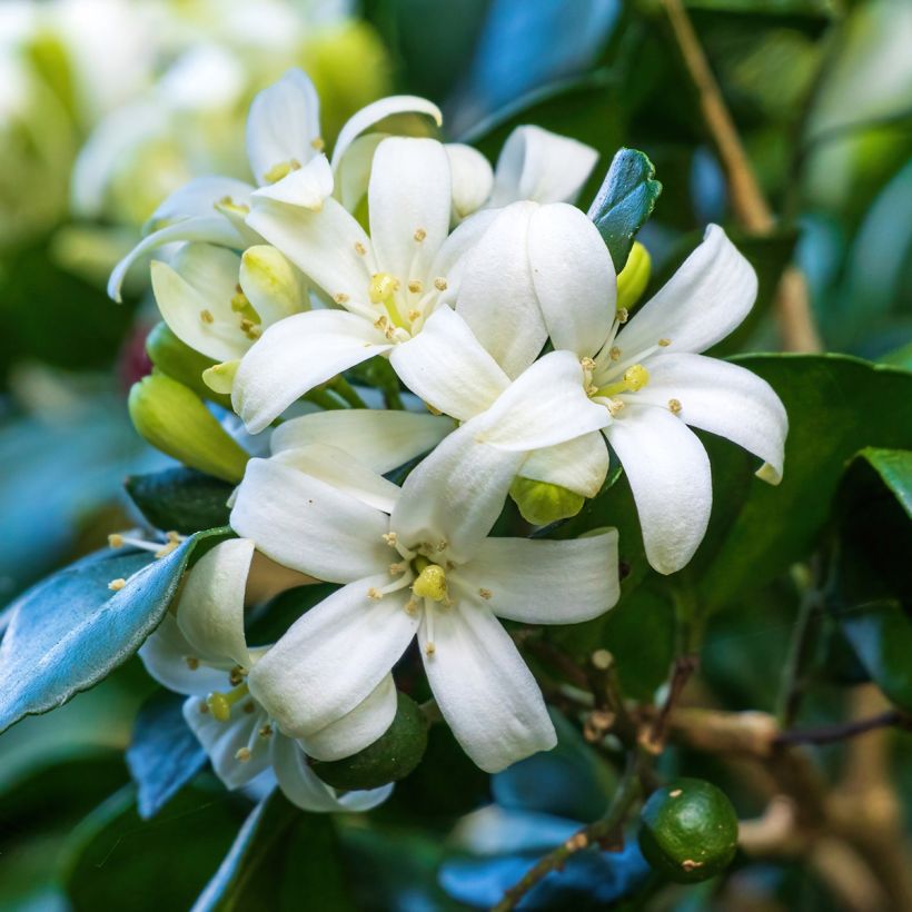 Murraya paniculata - Buis de Chine, Bois jasmin (Floraison)