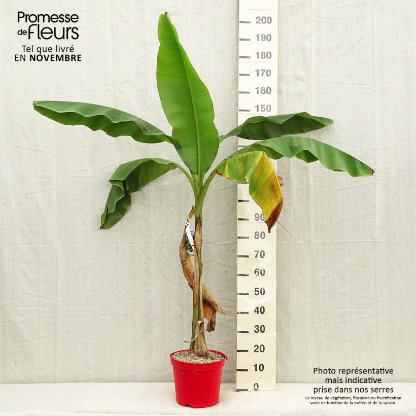 Spécimen de Musa basjoo - Bananier du Japon Pot de 4L/5L tel que livré en automne