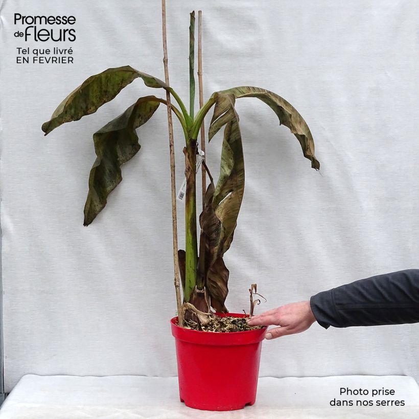 Spécimen de Musa basjoo - Bananier du Japon Pot de 4L/5L tel que livré en hiver