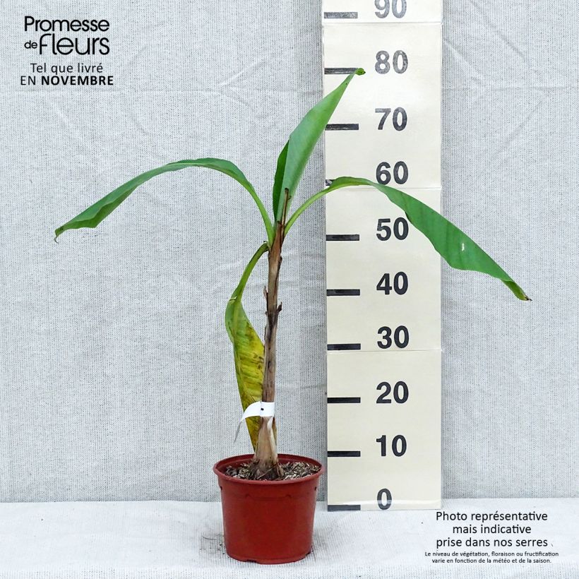Spécimen de Musa basjoo - Bananier du Japon Pot de 1,5L/2L tel que livré en automne