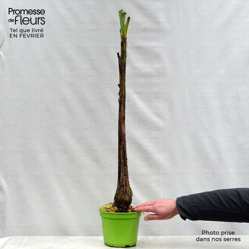 Spécimen de Musa basjoo - Bananier du Japon Pot de 1,5L/2L tel que livré en hiver