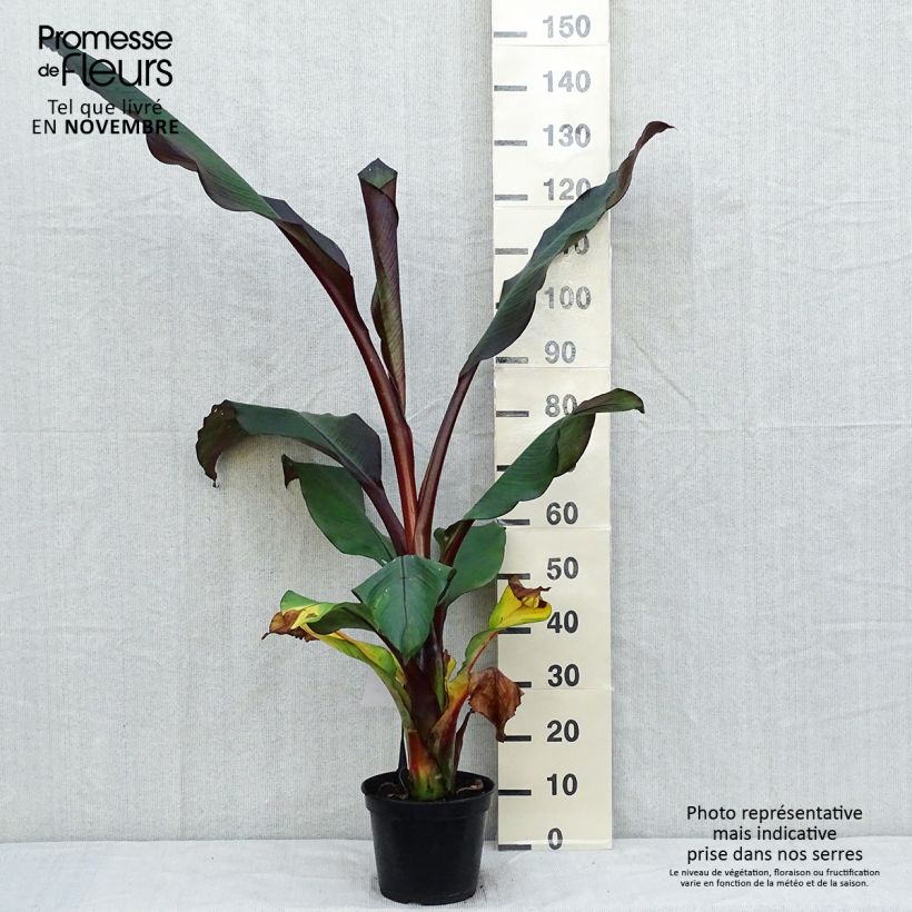 Spécimen de Ensete ventricosum Maurelii - Bananier rouge d'Abyssinie Pot de 7,5L/10L tel que livré en automne