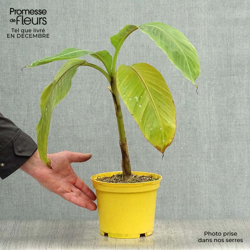 Spécimen de Musa sikkimensis Red Tiger - Bananier du Sikkim Pot de 3L/4L tel que livré en hiver