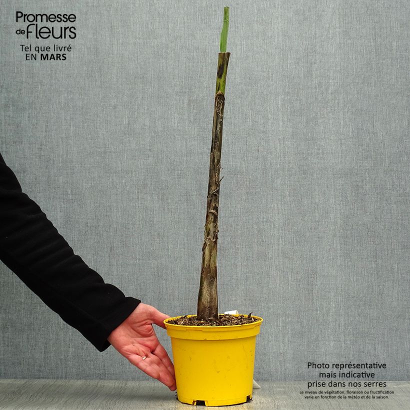 Spécimen de Musa sikkimensis Red Tiger - Bananier du Sikkim Pot de 3L/4L tel que livré au printemps