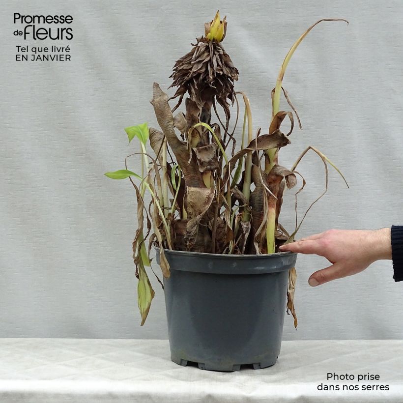 Spécimen de Bananier à fleurs roses - Musa velutina Pot de 12L/15L tel que livré en hiver