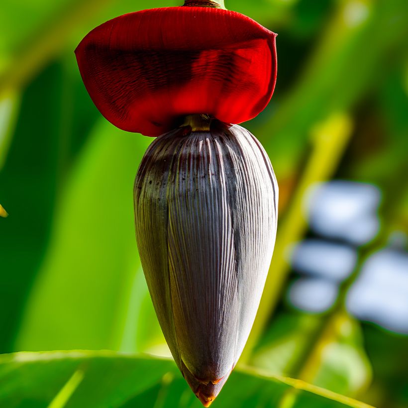 Bananier - Musa acuminata Ice Cream (Floraison)