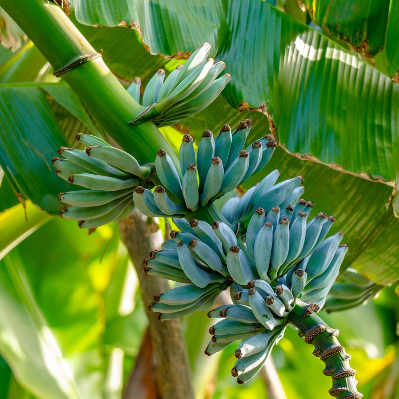 Bananier - Musa acuminata Ice Cream (Récolte)